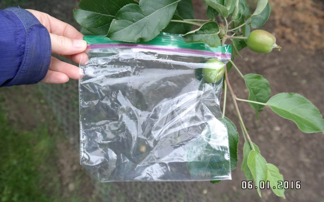 Grow Perfect Apples without Spraying, Apple Crisp