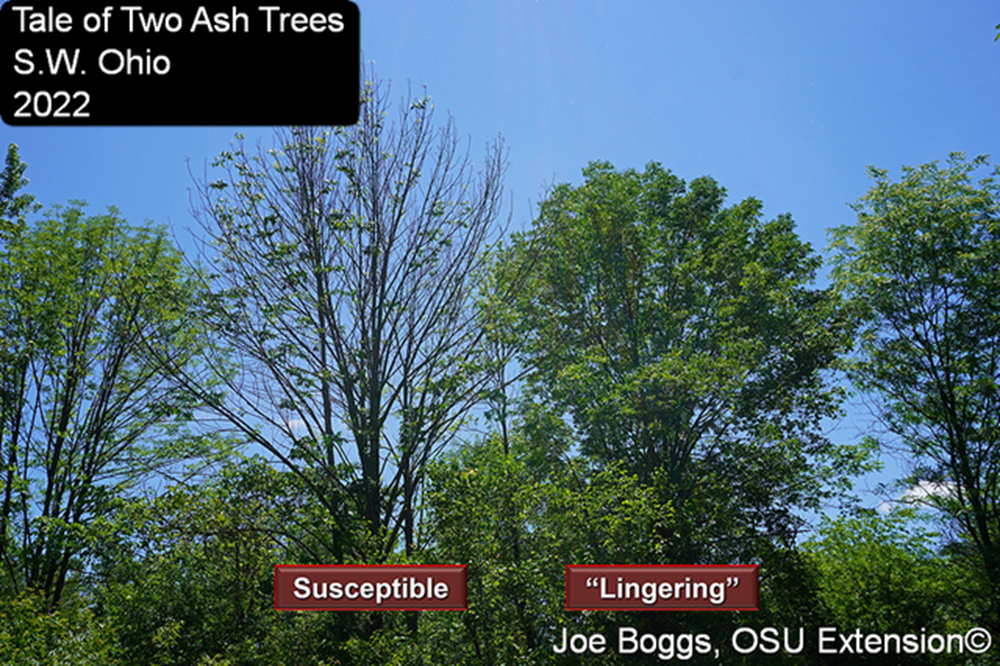 Lingering Ash, Honey Oat Pancakes