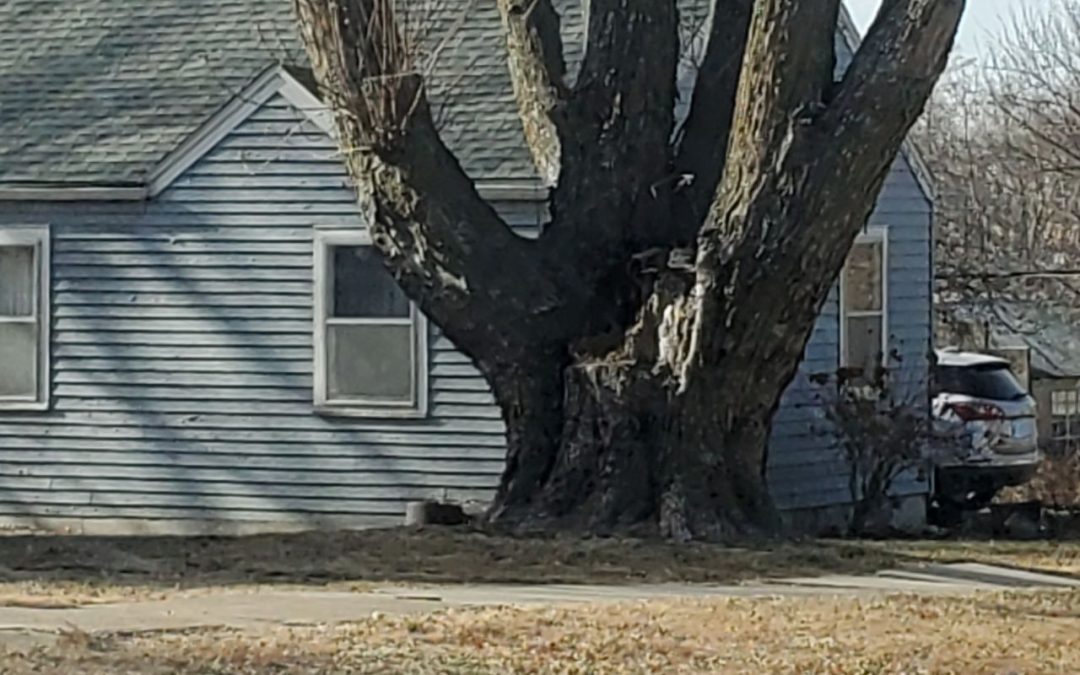 I’m Henry the Eighth, I am, I am… Seven Layer Salad
