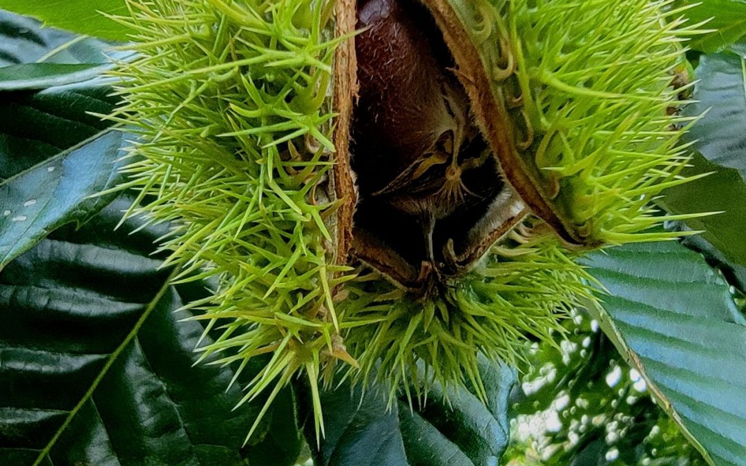 Dashed Hopes for a Chestnut Revival, Chicken Pesto Meatballs
