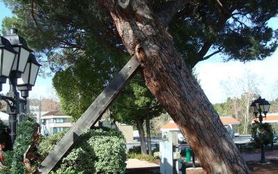 Assessing Tree Risk, Oven Roasted Potatoes