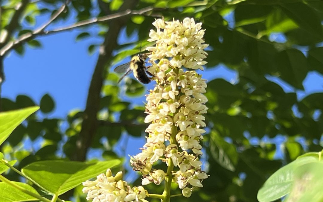 Trees for Bees, Bang Bang Turkey
