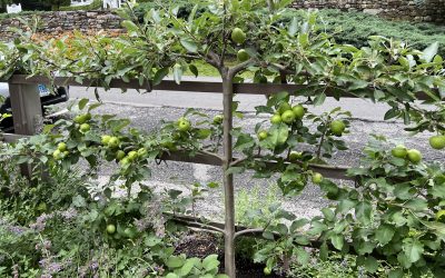 Pollination and Fruit Set, Fresh Apple Coffee Cake