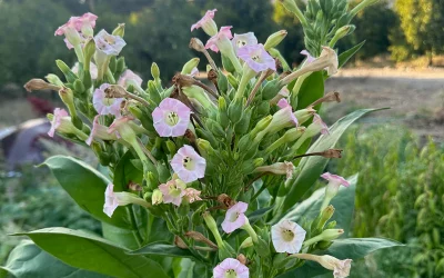 Understanding Poisonous Botany, Rhubarb Shake